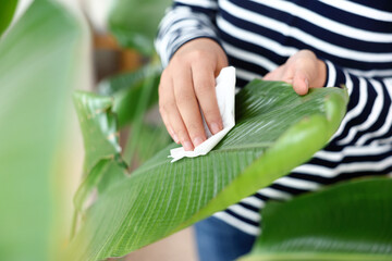 Fototapeta Home gardening. Female is wiping houseplant leaves at home, grooming and care tips obraz