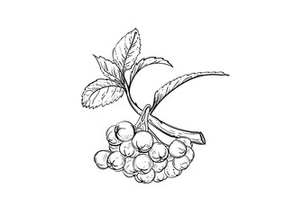 Detailed hand drawn ink black and white illustration of chokeberry, leaf, berry. sketch. Vector. Elements in graphic style label, card, sticker, menu, package.