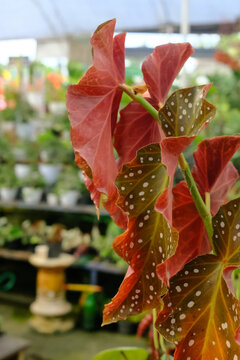 Beautiful Angel Wing Begonia 