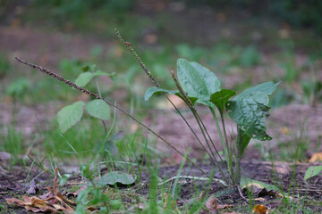 In summer, plantain is large, Plantago major, Plantago borysthenica, grows in the wild