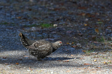 A Spruce Grouse (Canachites canadensis) in Alaska's boreal forest.