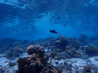 Fototapeta premium scuba diver and coral reef