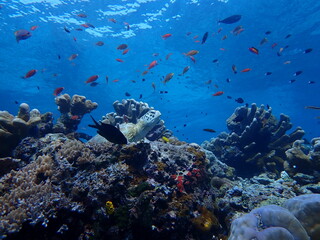 coral reef with fish and turtle