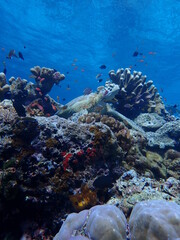 coral reef with turtle