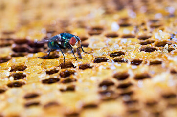 Close up of fly on the combs.