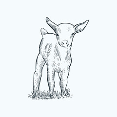 Vintage hand drawn sketch smile baby goat