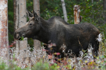 An adult Alaska moose in the woods with a mouthful of leaves.