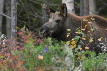 A yearling moose calf wanders through Alaska's boreal forest.