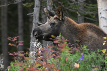 A yearling moose calf wanders through Alaska's boreal forest.