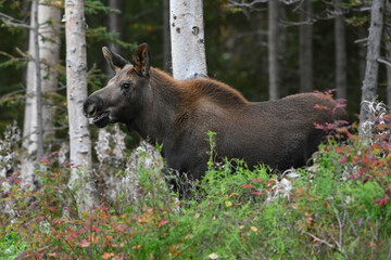A yearling moose calf wanders through Alaska's boreal forest.
