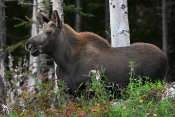 A yearling moose calf wanders through Alaska's boreal forest.