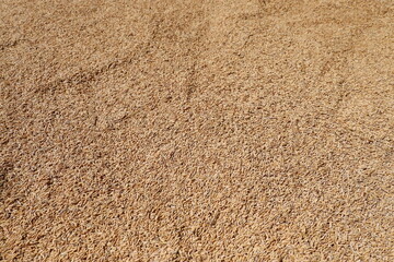 texture of rice seeds being dried background
