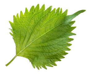 Green Shiso leaf isolated on white background, Oba leaf, Sesame leaves on white PNG fil\e.