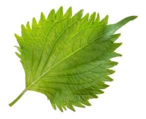 Green Shiso leaf isolated on white background, Oba leaf, Sesame leaves on white PNG fil\e.