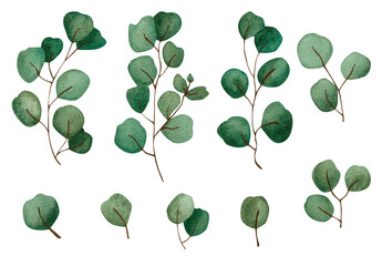 Green twigs and leaves. watercolor illustration