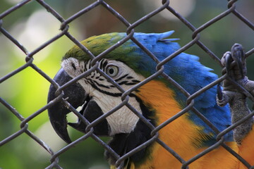Bolivian blue macaw in a zoo