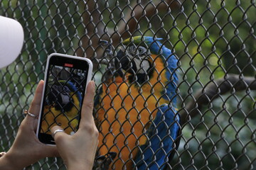 Taking a photo with a cell phone of a Bolivian blue macaw