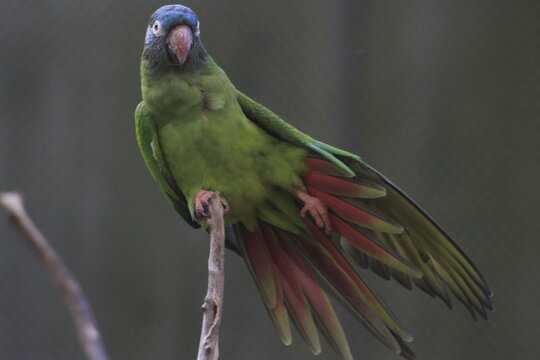 Bolivian parrot stretching on a stick - endemic birds from Bolivia