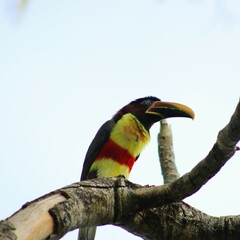 Bolivian toucan on a tree branch - endemic birds from Bolivia	