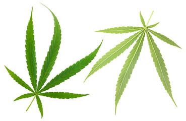 Cannabis leaf isolated on white background, Cannabis plant or marijuana leaf isolated on white background With work path.