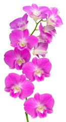 Bunch of Pink orchid isolated on white background, Blooming orchids on white PNG File.