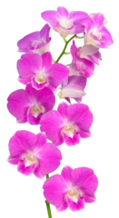 Keuken spatwand met foto Bunch of Pink orchid isolated on white background, Blooming orchids on white PNG File. © MERCURY studio
