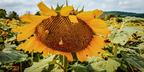 2022-08-30 Von Thun Sunflowers