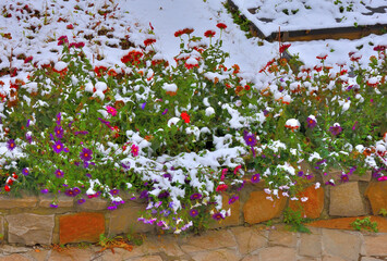 Garden flower bed under the fallen snow on an autumn day