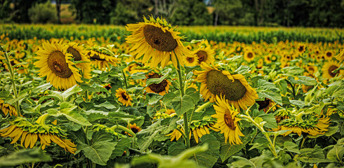 2022-08-30 Von Thun Sunflowers