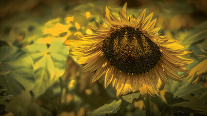 2022-08-30 Von Thun Sunflowers