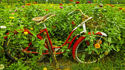 2022-08-30 Von Thun Sunflowers