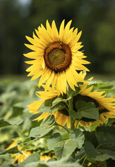 2022-08-30 Von Thun Sunflowers