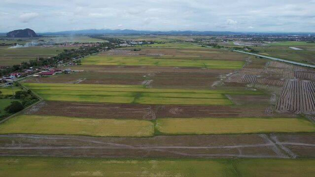 The Paddy Rice Fields of Kedah, Malaysia
