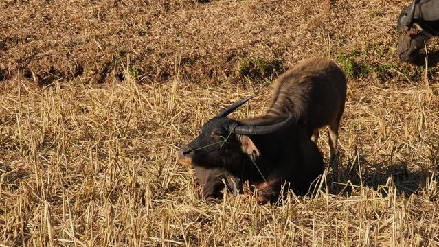 A mother resting while its calf is feeding right behind it, Carabaos Grazing, Water Buffalo, Bubalus bubalis, Thailand.