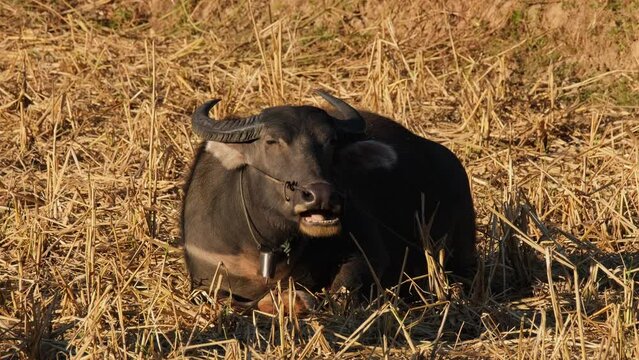 Seen eating and chewing its cud while basking under the afternoon sun, Carabaos Grazing, Water Buffalo, Bubalus bubalis, Thailand.