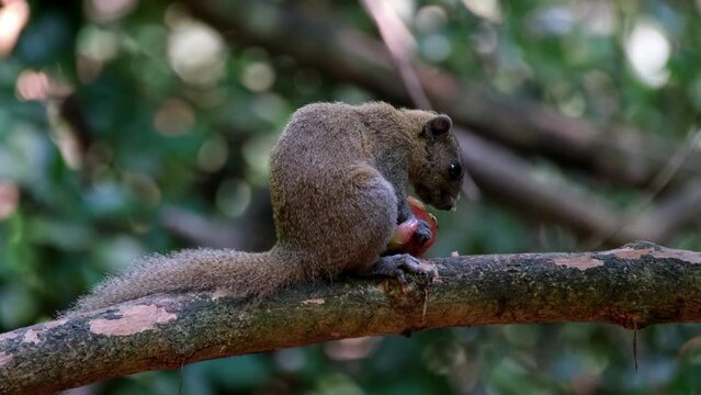 Tail on the branch as it is dealing with its healthy meal facing to the right, Grey-bellied Squirrel Callosciurus caniceps, Kaeng Krachan National Park, Thailand.