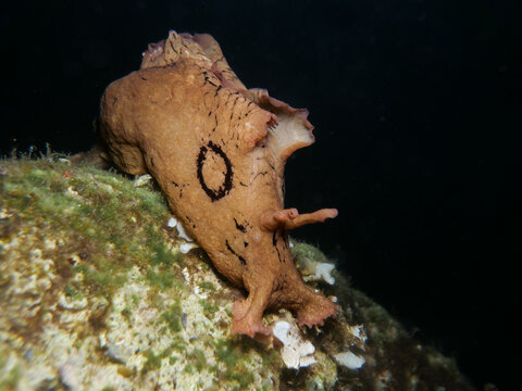 Anaspidea Bilder Durchsuchen 689 Archivfotos, und