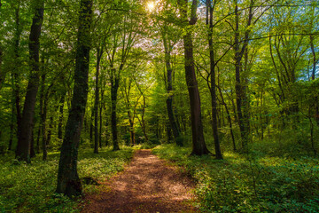Fototapeta na wymiar Trail in the green dense summer forest