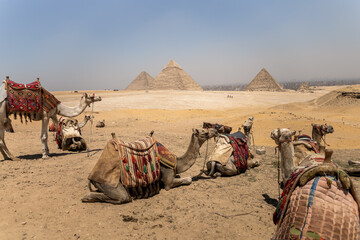 Fototapeta premium Egypt. In love with this rich country with so many beauty and historical places.