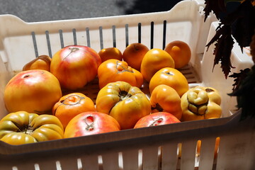 heirloom tomatoes