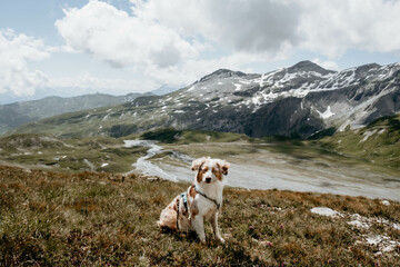 Glücklicher Australian Shepherd beim Wandern