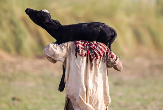 Person In A Field With Water Buffalo Calf