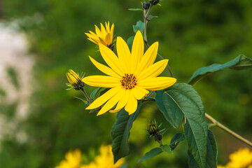 Eine wunderschöne gelbe Blüte im Sonnenschein