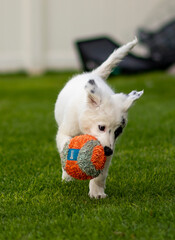 puppy, dog, wolf, playing, toy