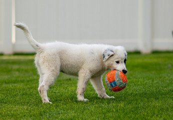 puppy, dog, wolf, playing, toy