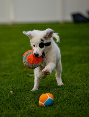 puppy, dog, wolf, playing, toy