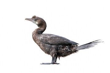 Cormorant spreading its wings isolated on white background.