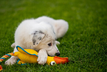 puppy, dog, wolf, playing, toy