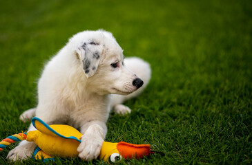 puppy, dog, wolf, playing, toy