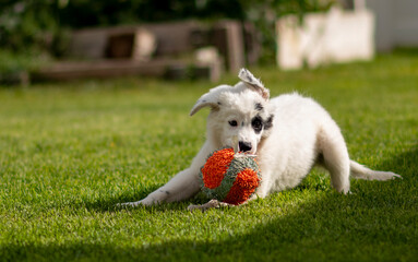 puppy, dog, wolf, playing, toy